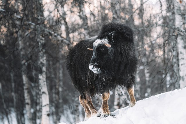 Fondos de animales