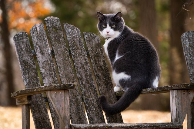 Fondos de animales