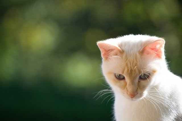 Fondos de animales