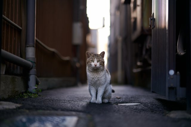 Fondos de animales