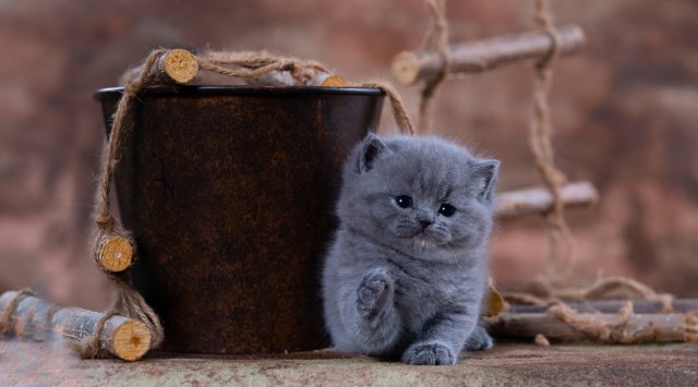 Fondos de animales