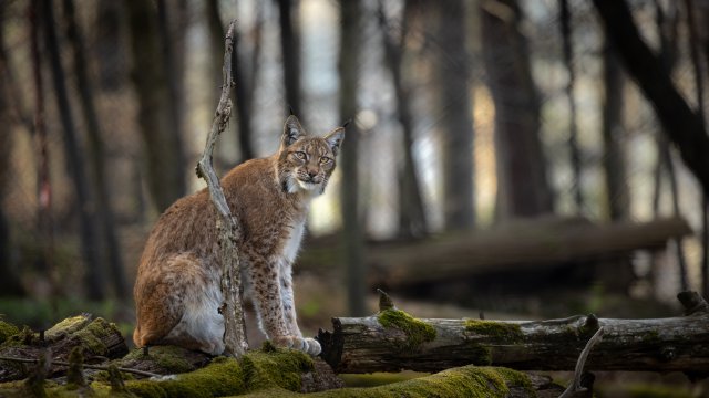 Fondos de animales