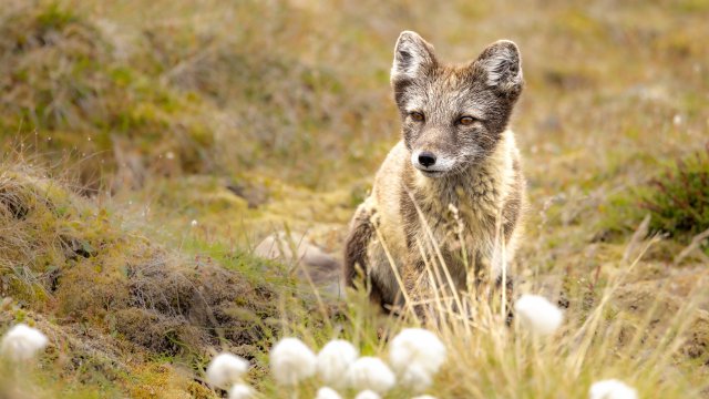 Fondos de animales