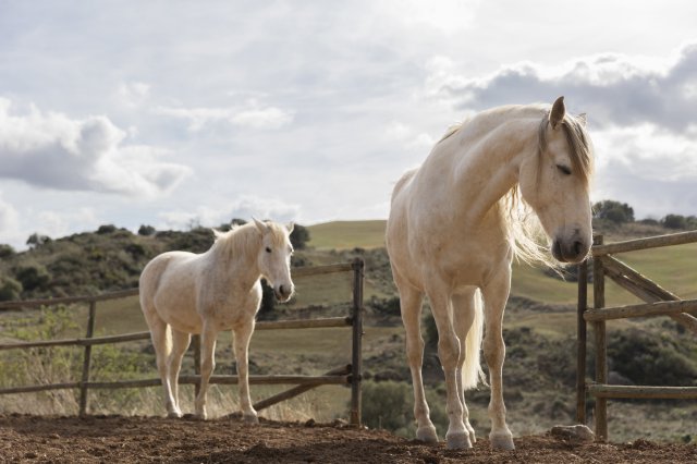 Fondos de animales