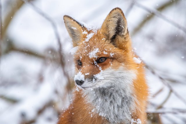 Fondos de animales