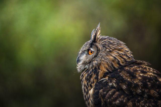 Fondos de animales