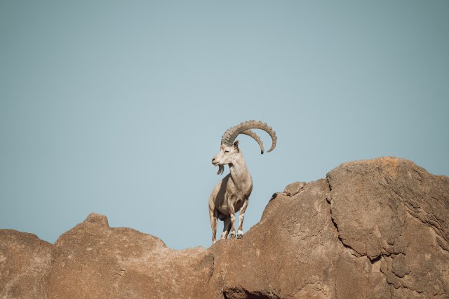 Fondos de animales