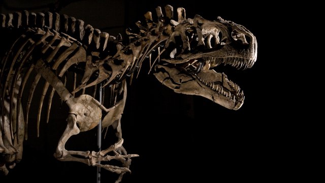 Dinosaurios